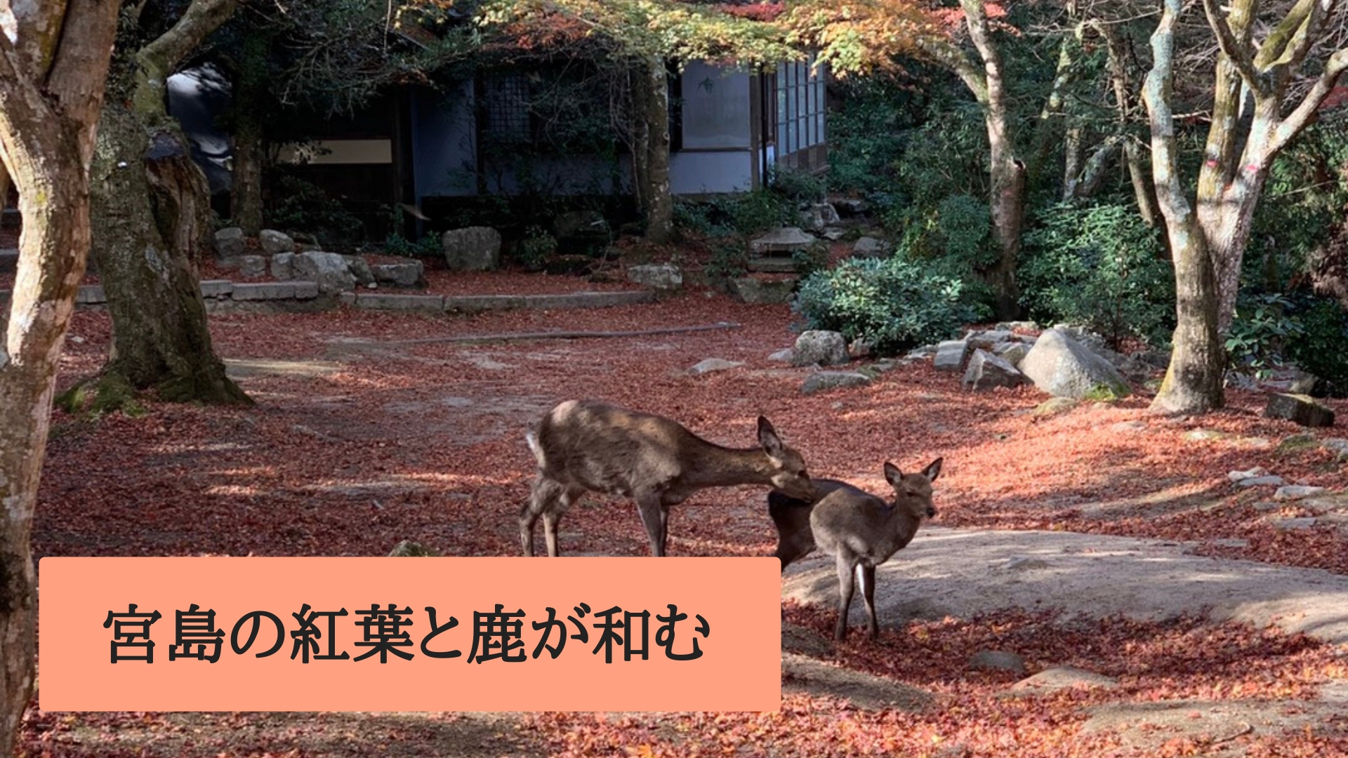 宮島の紅葉と鹿が和む