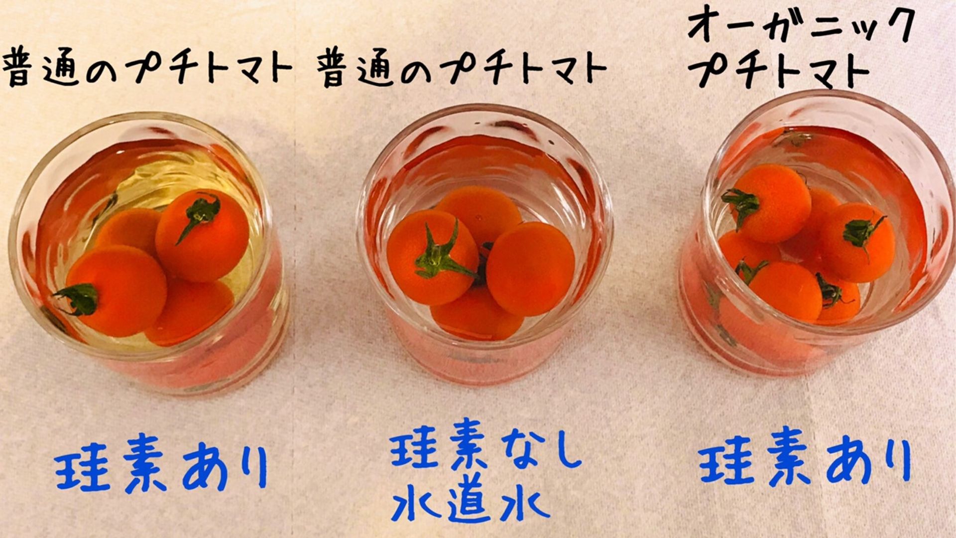 プチトマト実験