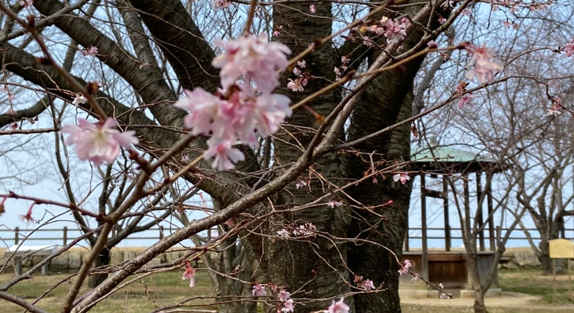 春の訪れ！桜