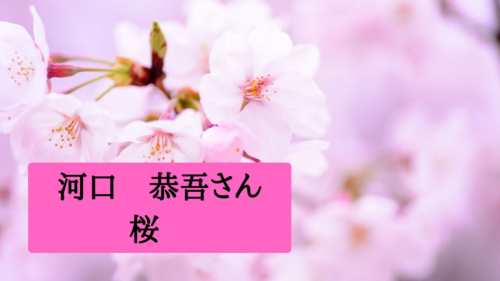 河口恭吾さん『桜』