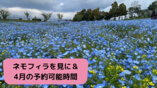今が見頃の『ネモフィラ』&4月のご予約可能時間のお知らせ