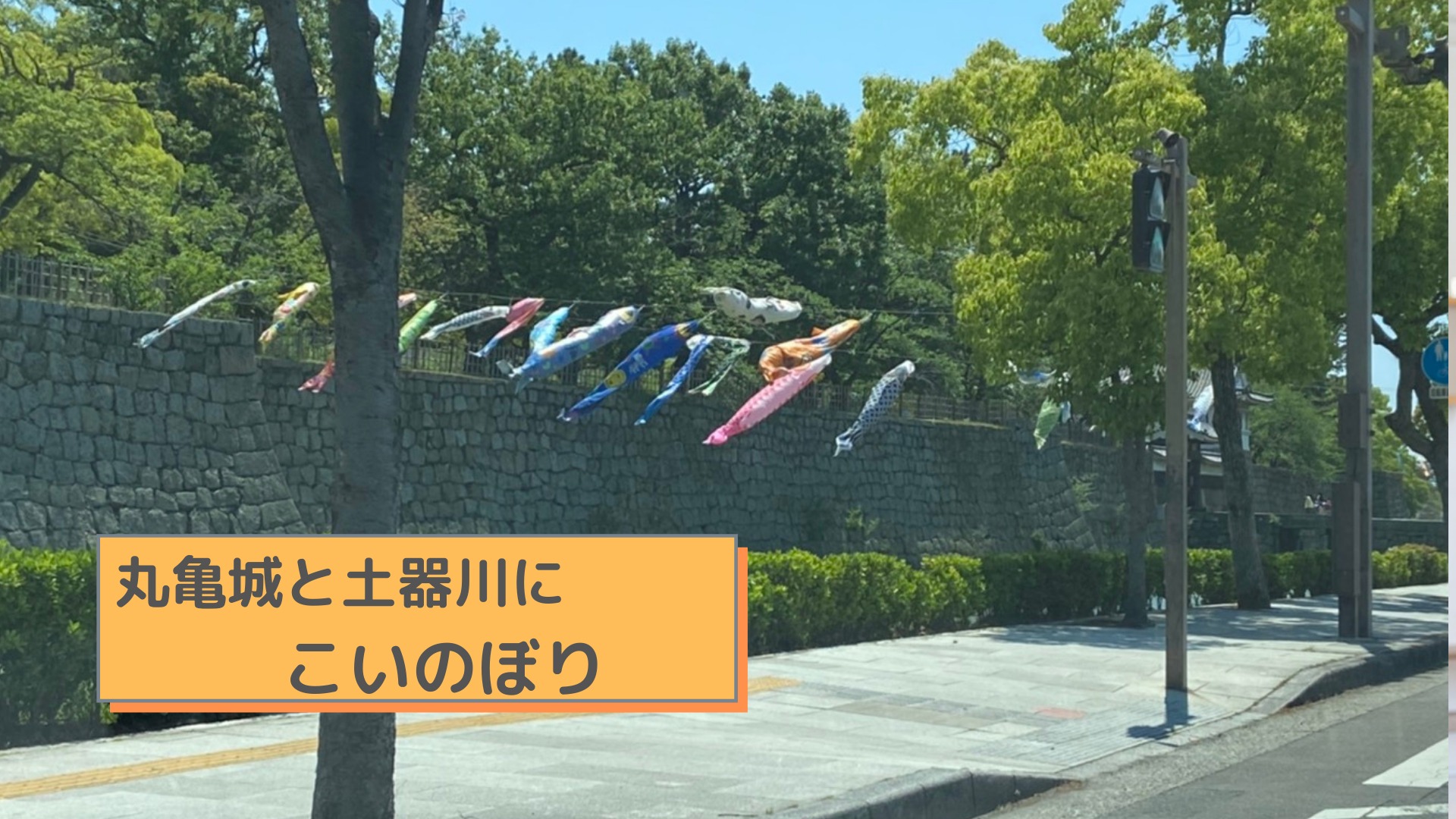丸亀城と土器川にこいのぼり