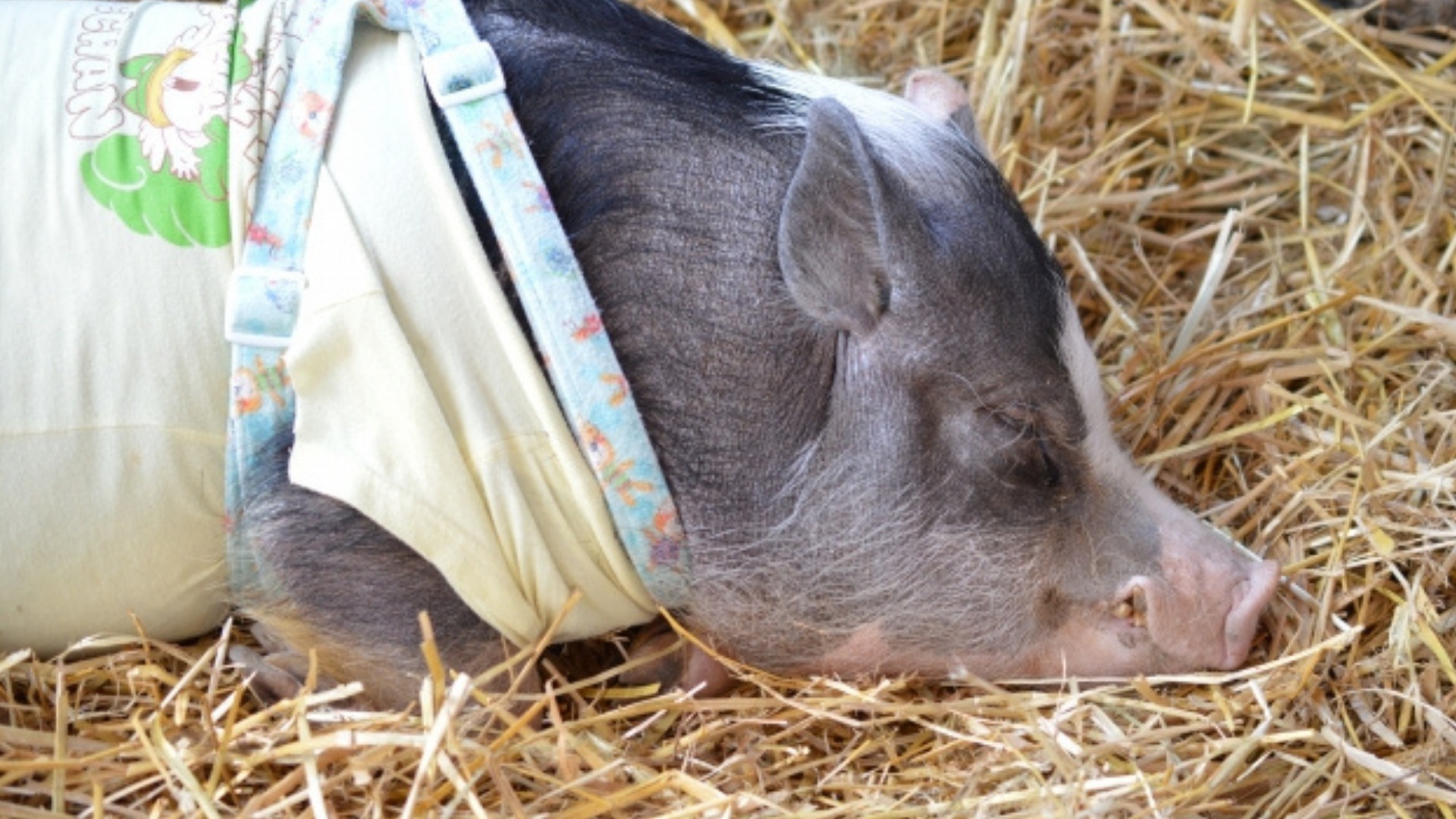 動物由来豚エラスチン