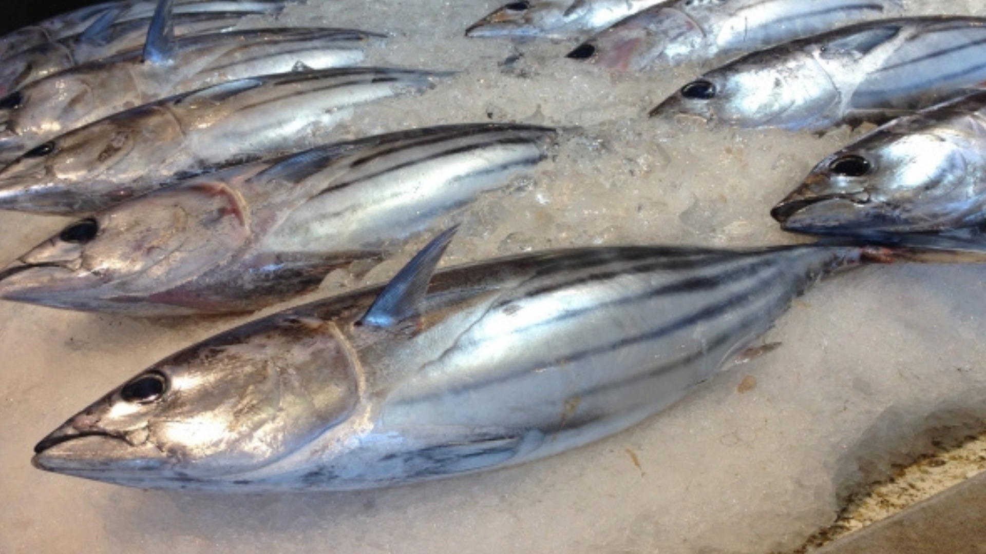 カツオエラスチン