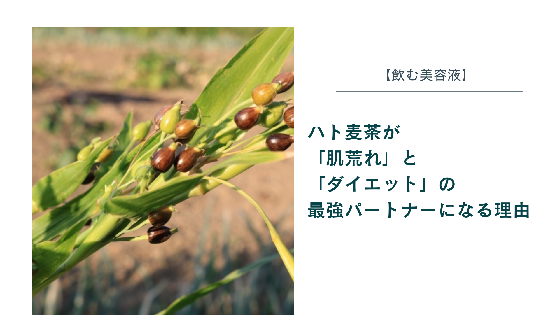 ハト麦茶が「肌荒れ」と「ダイエット」の最強パートナーになる理由